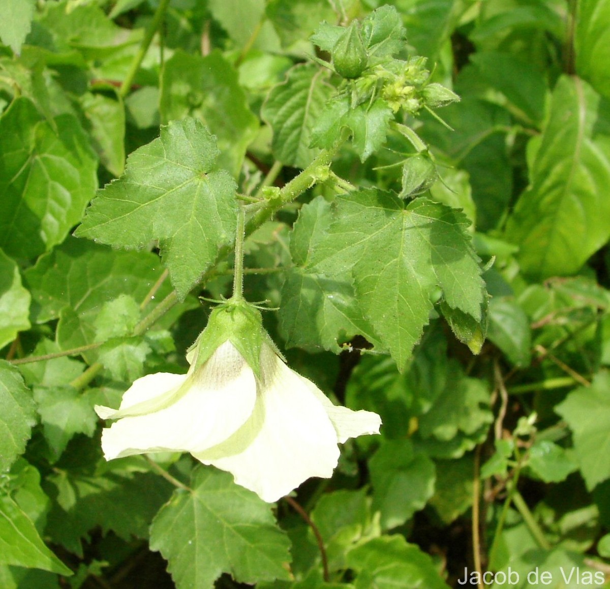 Hibiscus vitifolius L.